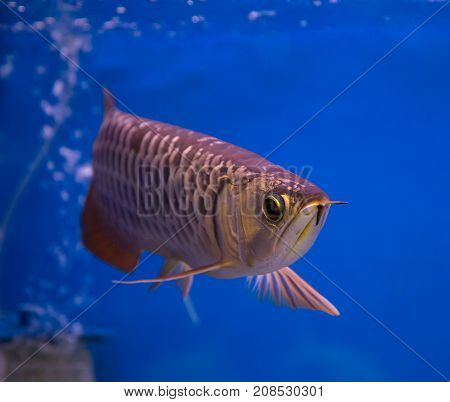 Asian gold arowana fish in a blue aquarium
