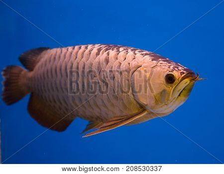 Asian gold arowana fish in a blue aquarium