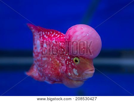 Flowerhorn cichlid fish in a blue aquarium