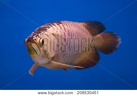 Asian gold arowana fish in a blue aquarium