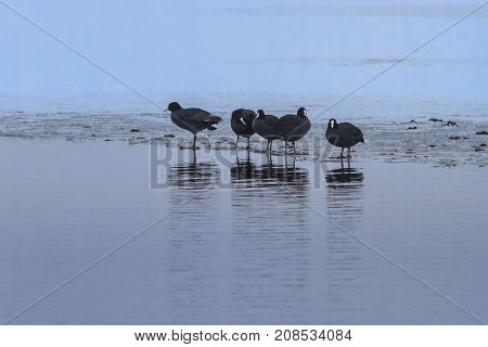 Eurasian coot in winter. Location: Comana Natural Park Romania.