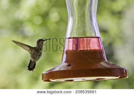 Wide close up view of a humming bird flying up to the edge of a feeder with soft focus red flowers and greenery at Pabineau Falls near Bathurst, New Brunswick on a bright sunny day with blue skies and clouds in August.