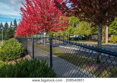 Trees explode with brilliant red color on a street in Des Moines Washington.