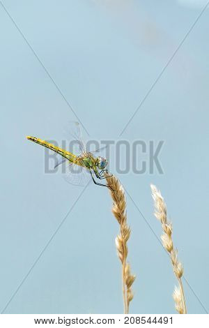 The image of a dragonfly