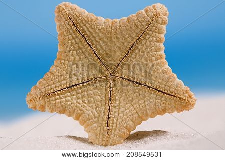 rare deepwater starfish with ocean, on white sand beach, sky and seascape, shallow dof