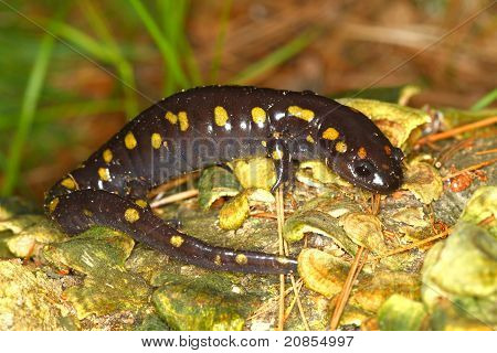 Ambystoma maculatum (Ambystoma maculatum)