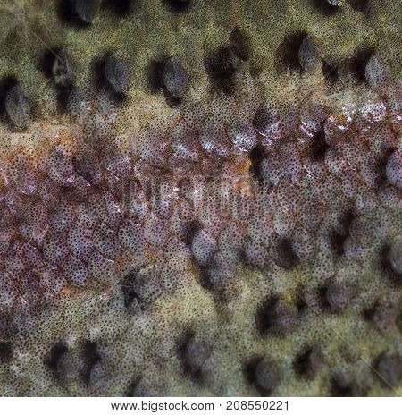Close-up of rainbow trout scales