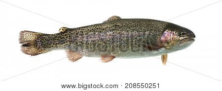 Rainbow trout swimming, isolated on white