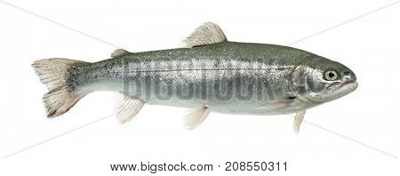 Blue rainbow trout swimming, isolated on white