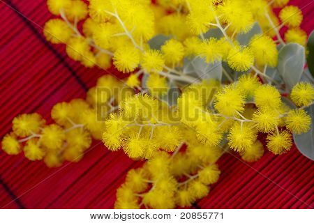 Syney Golden Wattle Branch