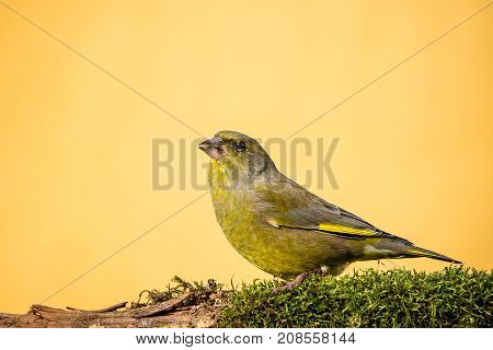 Colorful Male Greenfinch Sit On Dry Twig Covered By Moss