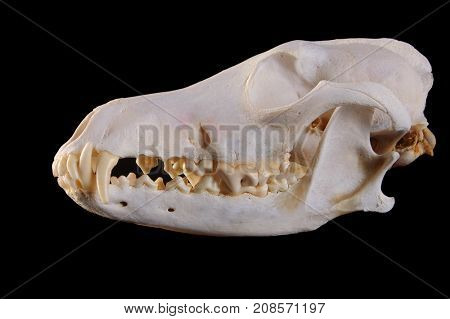 Skull of a coyote (canis Latrans) on a black background
