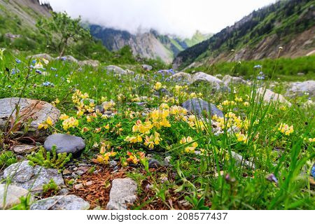 River and mountain flowers near Chalaadi glacier in Caucasus mountains in summer in Georgia