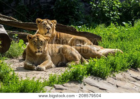 Lion Pride Rests After Hunting