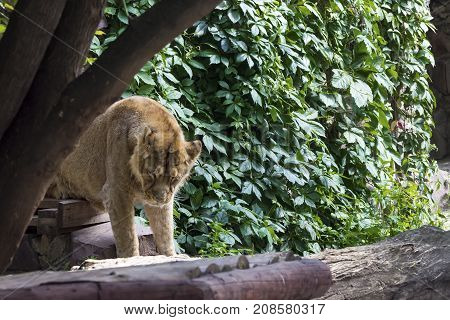 Pride Rests Before The Hunt, Young Male Asian Lion