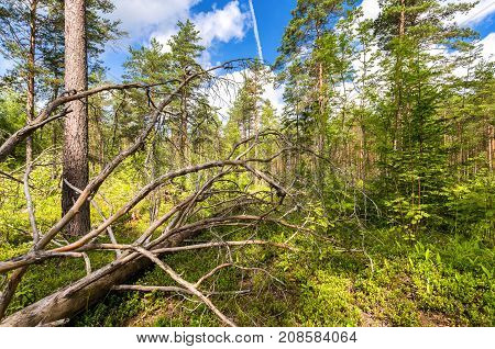 Depth forest in summertime. Wild flora and nature of Northern Europe