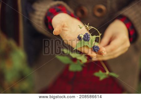 blackbery berries in female hands close-up. autumn concept