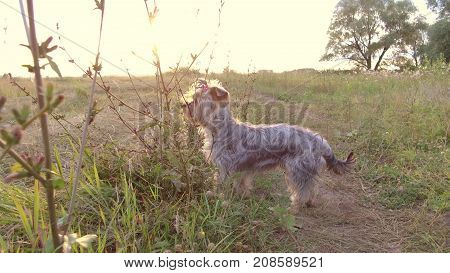 Yorkshire Terrier The dog pet is running on road in nature steadicam shot motion video