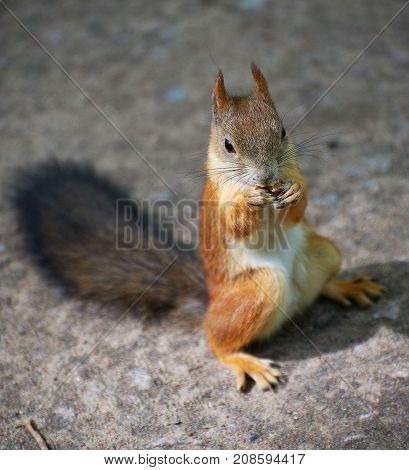 Squirrel is sitting on the ground and eating nuts