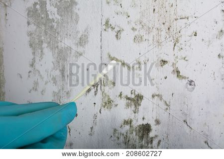 Close-up Of Person's Hand Holding Cotton Bud To Get Fungus Samples From Wall