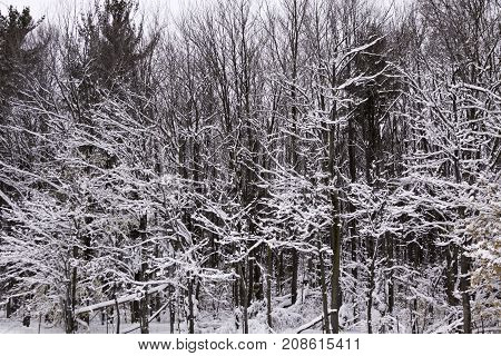 Wide view of snow covered forest trees and branches near Couteau du Lac, Quebec on a bright day late afternoon in March.