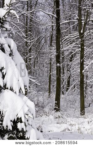 Vertical close up of snow covered forest trees and branches near Couteau du Lac, Quebec on a bright sunny late afternoon in March.