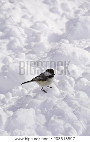 Vertical close up view of a black/white chickadee standing on the snow covered ground near Couteau du Lac, Quebec on a bright sunny late afternoon in March.