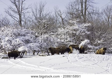 Close up landscape scene of bison gather around a bale of hay on a cold snow covered hillside near Couteau du Lac, Quebec on a bright sunny late afternoon in March.