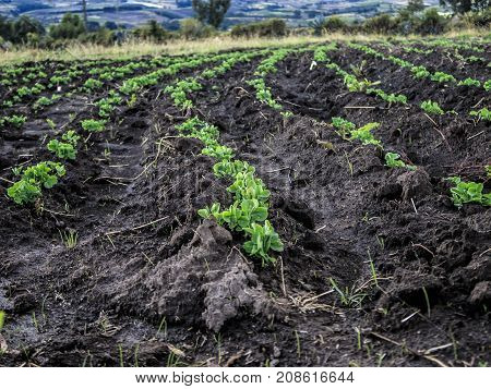 Bean crop plantation in Palenque, bolivar Ecuador
