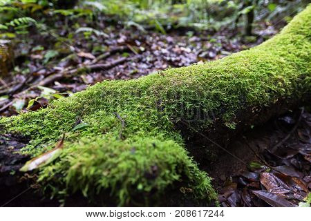 Passage in the primeval forest in Doi inthanon Chiang Mai Thailand