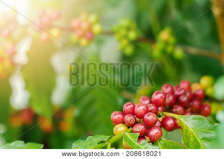 Close up of cherry coffee beans on the branch of coffee plant before harvesting.