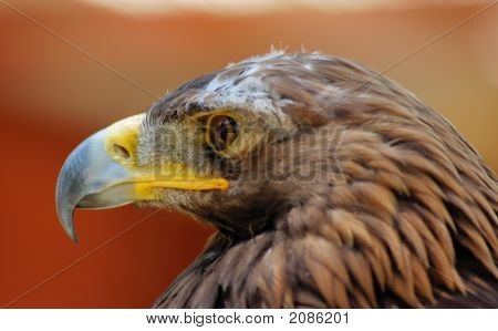 Golden Eagle