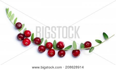 Cranberries Branch With Leaves, Top View, Paths