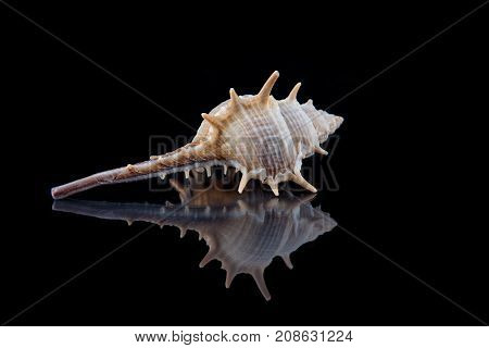 Decorative seashell on a black background .