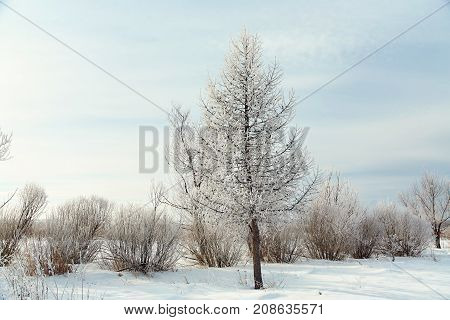scenic winter landscape. view trees with snow