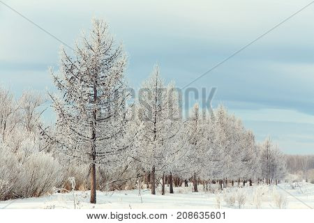 scenic winter landscape. view trees with snow