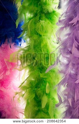 Beautiful Bird Feathers For Decorative Purposes In View