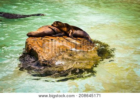 two seals cuddling and resting in sunlight on a rock