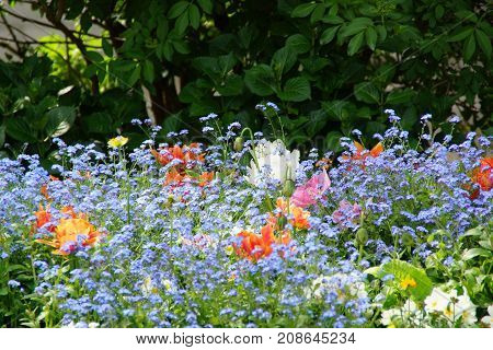 FLOWERS IN THE SENSATIONAL COLORS -  SHE (IT) REPRESENT THE NATURE, THE SUMMER.