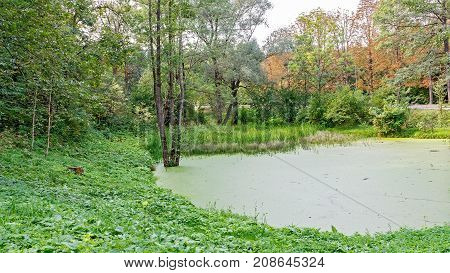 Lush green swamp . The sun is peaking through the thick foliage to reveal a gorgeous natural landscape.