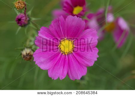 blooming purple aster in autumn close up