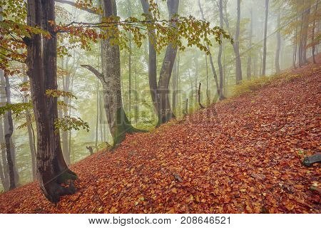 Forest trail in the mountains on a misty autumn day.