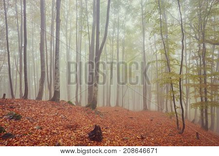 Forest trail in the mountains on a misty autumn day.