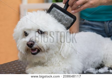Closeup view of the combing of the white Bolognese dog.