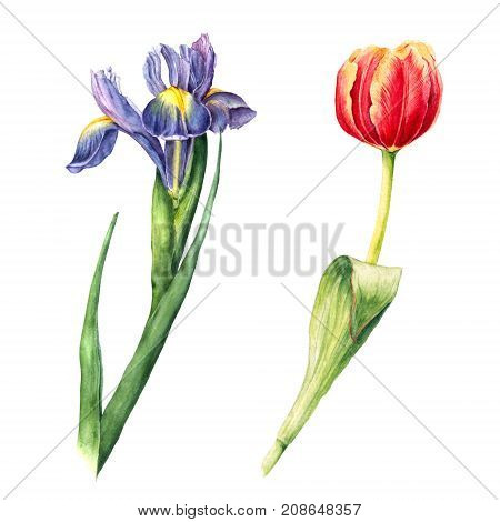Hand drawn iris fleur-de-lis and tulip painting watercolor illustration isolated on white background. Isolated hand drawn botanical illustration of red tulip and purple iris fleur-de-lis flowers
