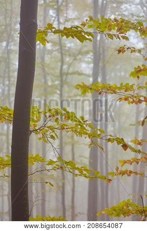 Forest trail in the mountains on a misty autumn day.