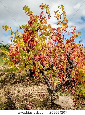Red leaves on grape vine during autumn in the Beaujolais vineyard near Chiroubles village France.