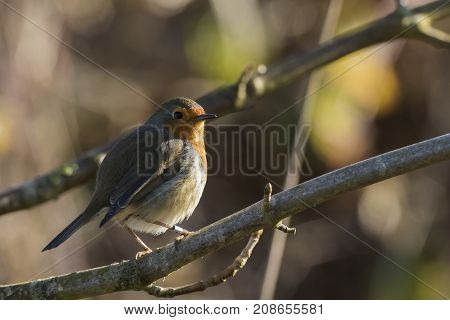 Robin Redbreast (erithacus Rubicula)