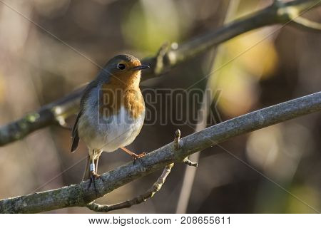 Robin Redbreast (erithacus Rubicula)