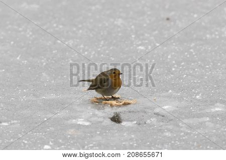 Robin Redbreast (erithacus Rubicula)